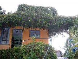 1 Bed House For Rent in Santiago Atitlan